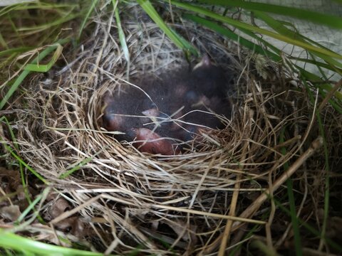 Baby Birds In Nest