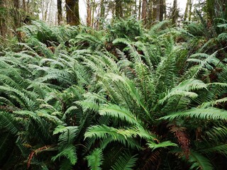 Van Isle Ferns