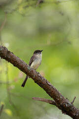 a bird on a branch