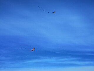 Kites in the sky