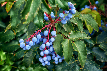 mahonia holly with berries growing in the garden - 521554743