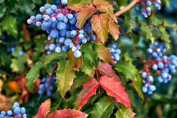 mahonia holly with berries growing in the garden - 521554744