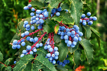 mahonia holly with berries growing in the garden - 521554745