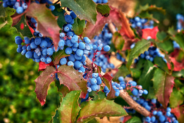 mahonia holly with berries growing in the garden - 521554746