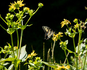 A tiger swallowtail butterfly feeding on cup plant with a contrasting black background.