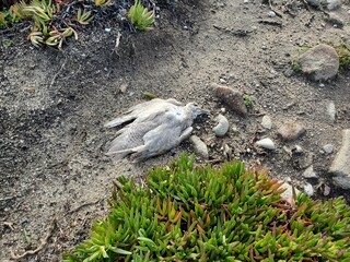 Dead seagull 