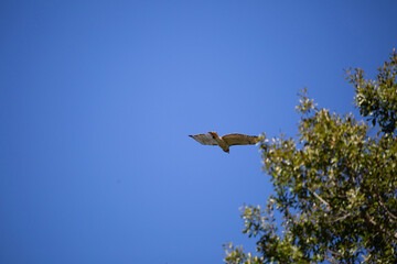 Red-Tailed Hawk