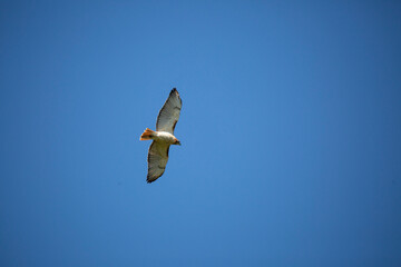 Red-Tailed Hawk Soaring