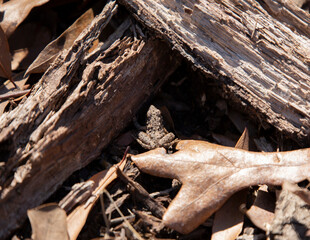 Young Blanchard's Cricket Frog