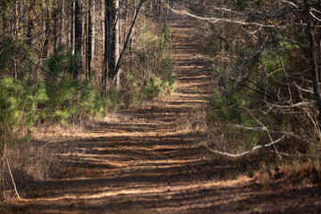 Pathway through a Forest
