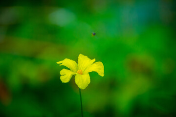 bitter melon flower