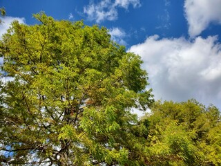 trees and sky