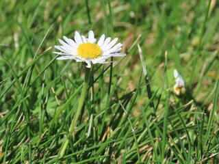 Wild daisy in a field