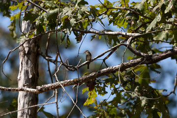 Eastern Wood-Pewee