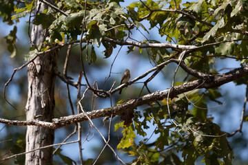 Eastern Wood-Pewee