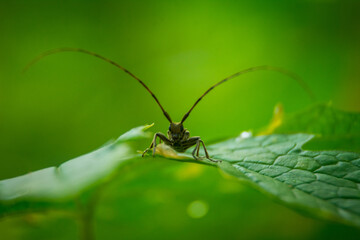 Insect