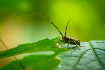 Insect