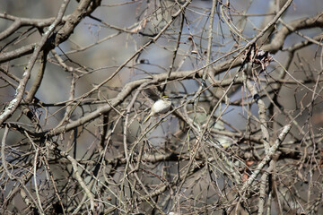 Golden-Crowned Kinglet Landing