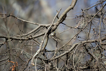 Golden-Crowned Kinglet