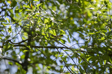 Fototapeta na wymiar Male American Redstart