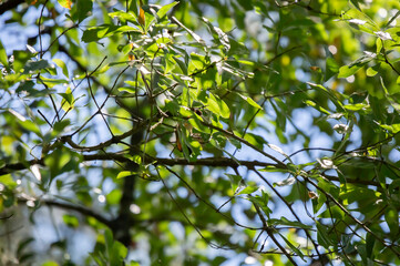 Male American Redstart Diving