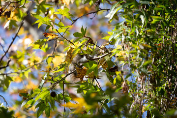 Eastern Gray Squirrel