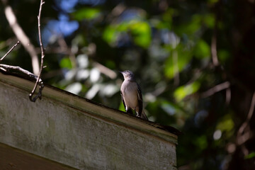 Curious Northern Mockingbird