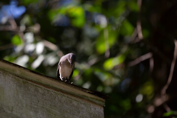 Curious Northern Mockingbird
