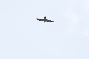 Fototapeta na wymiar Immature Mississippi Kite Soaring