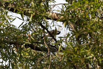 Blue Jay Eating an Acorn