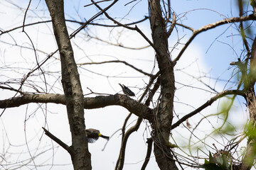 Curious Black and White Warbler