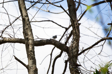 Black and White Warbler