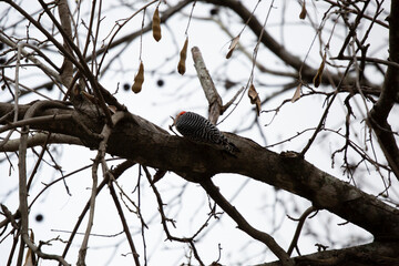 Adult Red-Bellied Woodpecker