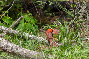 Molting Male Cardinal Grooming