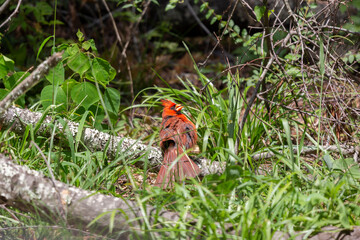 Curious, Molting Male Cardinal