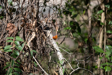 Question Mark Butterfly