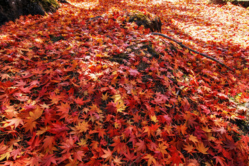 red autumn leaves