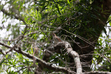 Cautious Brown Thrasher