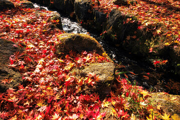 autumn leaves on the ground
