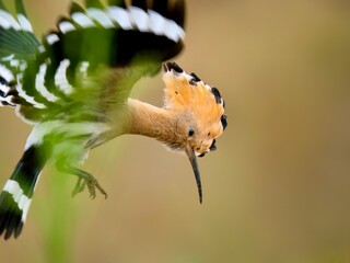 Hoopoe in flight