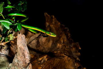 close up photo of green snake in the dark, camouflage