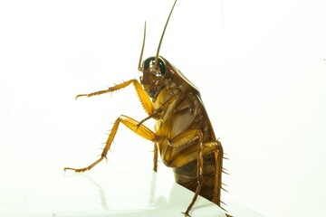 cockroach close-up photo, white background