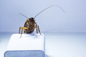 cockroach close-up photo, white background