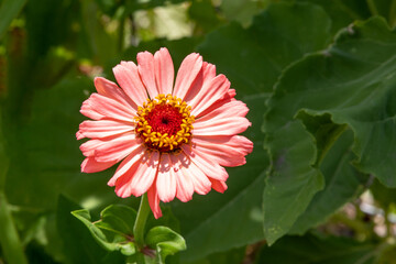 red dahlia flower