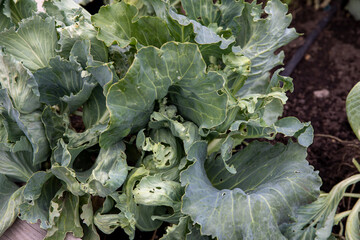 cabbage in the garden