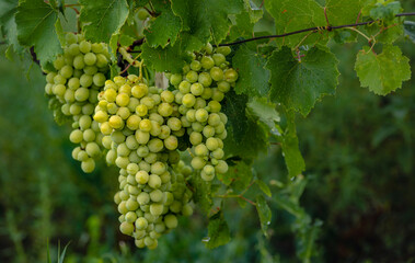 Beautiful grapes leaves in a vineyard, garden. white background, summer. sunny day. green grapes unripe, metal, copy space Fresh Fruit Brunch