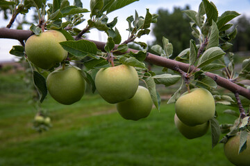 green apples on tree