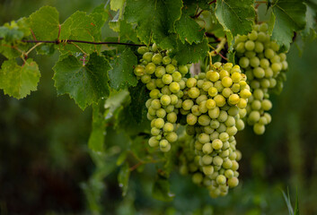 Obraz premium Beautiful grapes leaves in a vineyard, garden. white background, summer. sunny day. green grapes unripe, metal, copy space Fresh Fruit Brunch