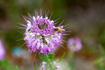 bee on thistle