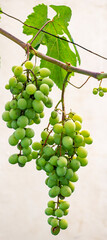 Beautiful grapes leaves in a vineyard, garden. white background, summer. sunny day. green grapes unripe, metal, copy space Fresh Fruit Brunch